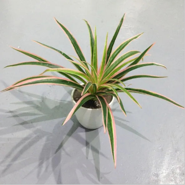 Artificial Chlorophytum Comosum Branch Plastic Plants Wedding Decor Simulation Green Plant No Pot Hotel Shoppingmall Decoration