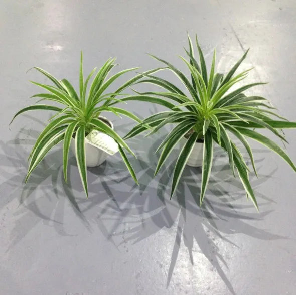 Artificial Chlorophytum Comosum Branch Plastic Plants Wedding Decor Simulation Green Plant No Pot Hotel Shoppingmall Decoration