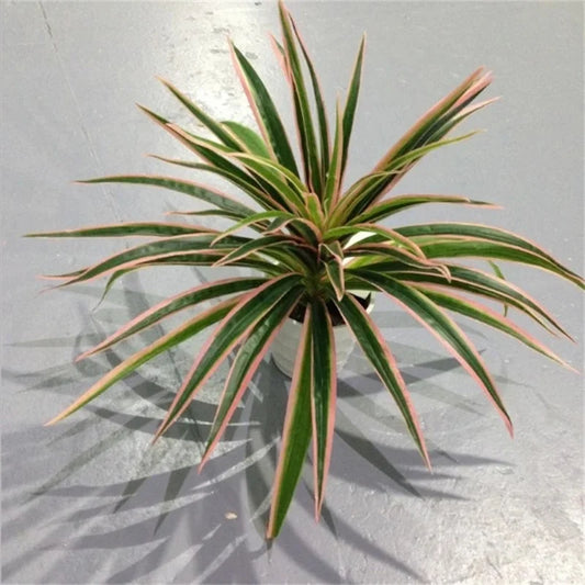 Artificial Chlorophytum Comosum Branch Plastic Plants Wedding Decor Simulation Green Plant No Pot Hotel Shoppingmall Decoration