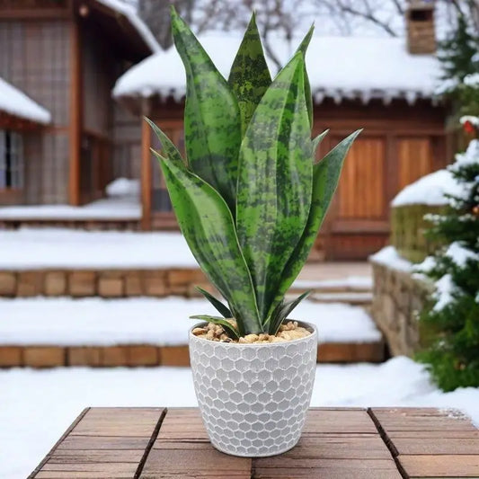 35CM Artificial Succulent Plants Tiger Orchid Indoor and Outdoor Aloe Vera Tropical Fake Leaves Room Desktop Party Home Decor