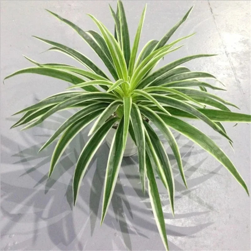 Artificial Chlorophytum Comosum Branch Plastic Plants Wedding Decor Simulation Green Plant No Pot Hotel Shoppingmall Decoration