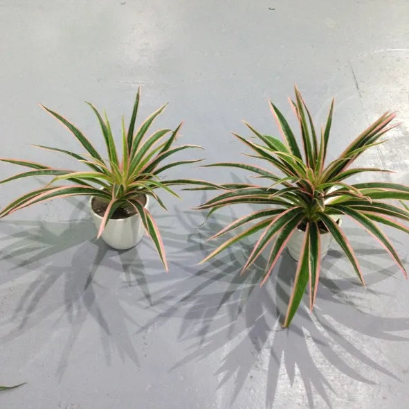 Artificial Chlorophytum Comosum Branch Plastic Plants Wedding Decor Simulation Green Plant No Pot Hotel Shoppingmall Decoration
