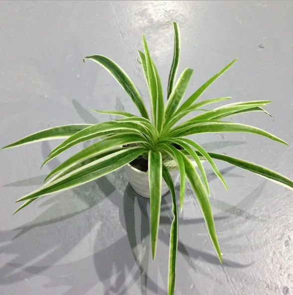 Artificial Chlorophytum Comosum Branch Plastic Plants Wedding Decor Simulation Green Plant No Pot Hotel Shoppingmall Decoration